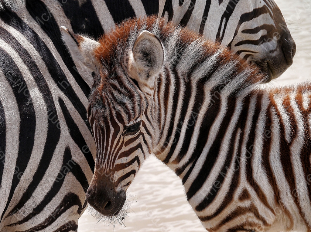 Stripe Ngorongoro
